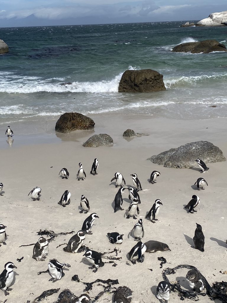 pingwiny na plaży Boulders